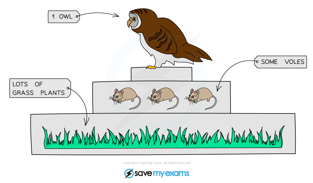 <p>Show the<strong> numbers of organisms</strong> at <strong>each trophic level</strong> in a food chain:</p><ul><li><p>generally, as you go up a food chain, the size of the individuals increases & the number of individual decreases</p></li></ul><p></p>