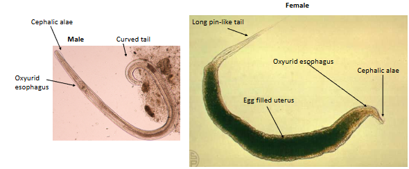 <p><span><span>What is the genus, species, and stage of this parasite?</span></span></p>