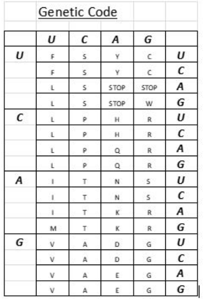 <p>What will be the resulting polypeptide from the following coding DNA?</p><p>3' GCA TTG ACC 5'</p>