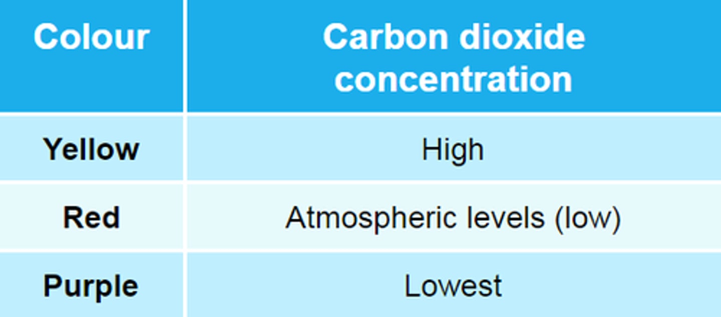 <p>turns to yellow as rate of photosynthesis is lower than the rate of respiration</p>