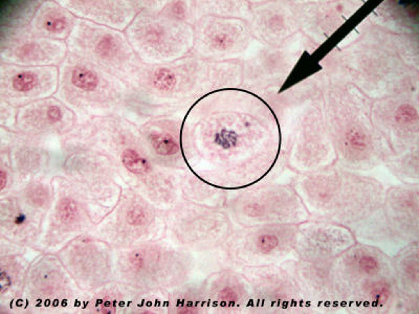 <p>first phase of mitosis nuclear envelope breaks down, centrioles begin producing spindle fibers, sister chromatids become visible.</p>