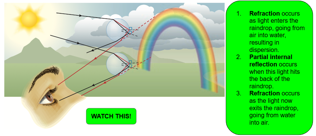 <p><strong>You can only see a rainbow when the Sun is behind you.</strong></p><ol><li><p><strong>Refraction</strong>: Light enters a raindrop, causing dispersion from water to air. </p></li><li><p><strong>Partial Internal Reflection: </strong>occurs when this light hits the back of the raindrop.</p></li><li><p><strong>Refraction: </strong>Light exits the raindrop, going from water to air. </p></li></ol><p>This is the light the human eye sees, which we perceive as a rainbow. Your brain projects these light rays backwards and forms a virtual image of the spectrum: a rainbow.</p><p></p>
