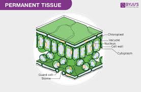 <p>Types of simple permanent tissues?</p>