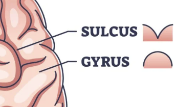 <p>the sunken, concave furrows of the cerebral cortex (i.e., outside layer of the brain)</p>