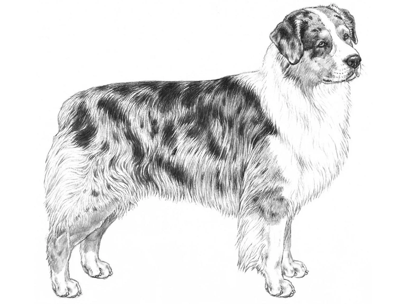 <p>Australian shepherd</p>