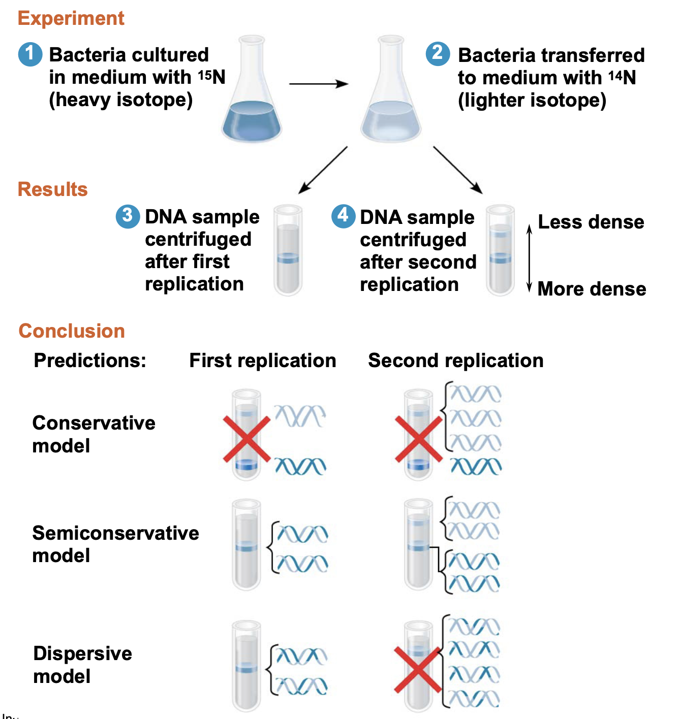 <p>The Meselson-Stahl Experiment was a landmark study that provided evidence for the semi-conservative model of DNA replication. By using isotopes of nitrogen, they demonstrated that each new DNA molecule consists of one original strand and one newly synthesized strand. This experiment involved growing bacteria in a medium containing heavy nitrogen and then switching them to a medium with light nitrogen, allowing researchers to analyze the density of the DNA after replication. </p>