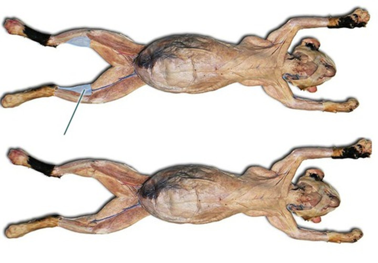 <p>Origin: Lateral and Medial Epicondyles of Femur</p><p>Insertion: Calcacenous</p><p>Action: Extend foot</p>
