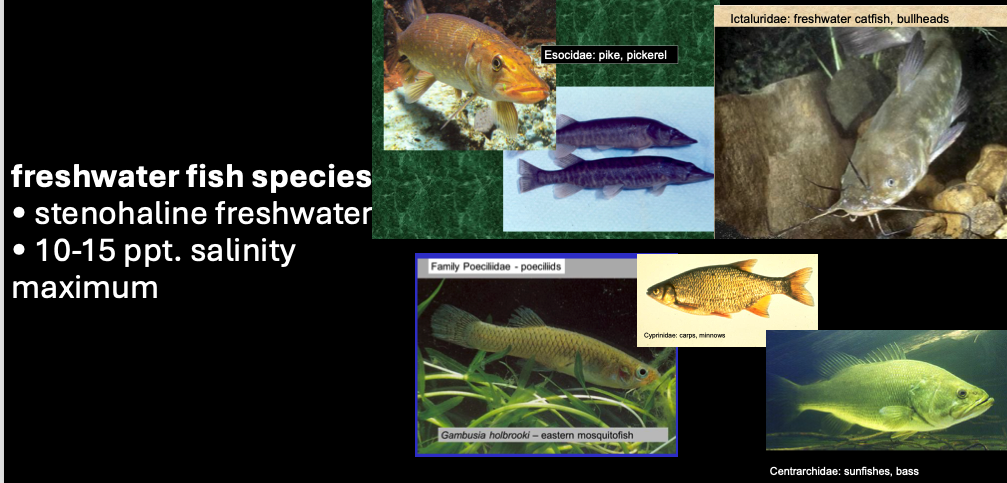<p>freshwater fish species</p><ul><li><p><span>stenohaline freshwater</span></p></li><li><p><span>10-15 ppt. salinity maximum</span></p></li></ul><ul><li><p class="p1">ex:</p><ul><li><p class="p1"><strong>Poeciliidae</strong>: </p><ul><li><p class="p1">eastern mosquito fish (<em>Gambusia holbrooki</em>)</p></li></ul></li><li><p class="p1"><strong>Ictaluridae</strong>: freshwater catfish &amp;bullheads</p></li><li><p class="p1"><strong>Centrarchidae</strong>: Sunfishes &amp; basses</p></li><li><p class="p1">Esocide: Pikes &amp; Pickerel</p></li><li><p class="p1">Cyprinidae: Carps &amp; Minnoes</p></li></ul></li></ul><p></p>