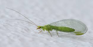<p>Common name of order: Lacewings, Antlions, Owlflies. Neopteran. Holometabolous.</p>