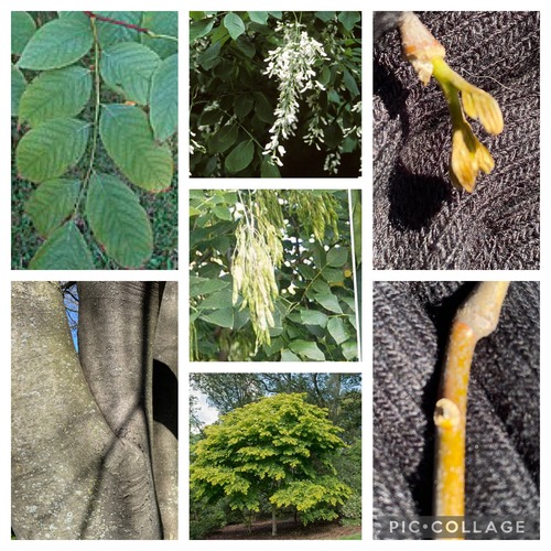 FABACEAE (legume or bean family)
-med native deciduous tree
-odd pinnately compound
-large round tree
-acuminate tip
-woody-yellow
-fall color-yellow
-inflorescence-yellow
-bark gray, camouflage-ish
-seedpods