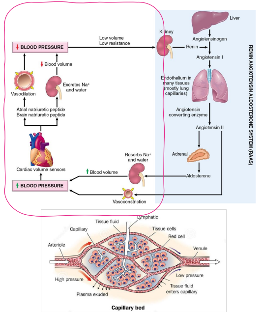 <p>- changes in salt content of the ECF affect ECF Volume</p><p>- Extracellular fluid (ECF) volume maintains blood pressure</p><p>- Blood pressure is important for adequate tissue perfusion</p><p>- circled part of diagram is whats important, not the whole thing</p>