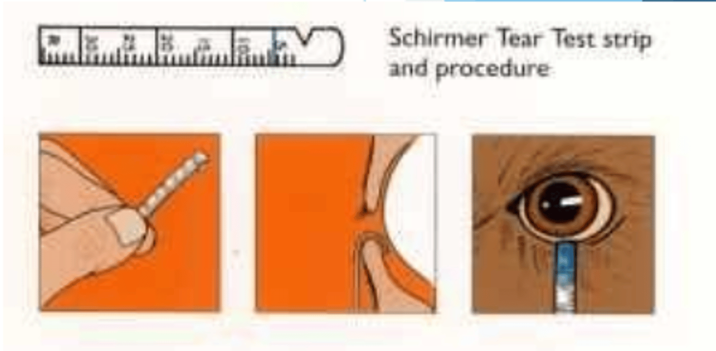 <p>what are the normal values we should get from a dog and cat when performing the schirmer test?</p>