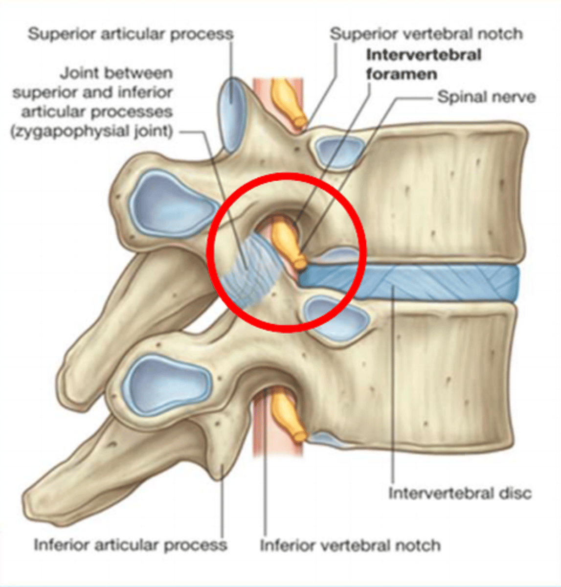 <p>Carries the nerve roots</p>
