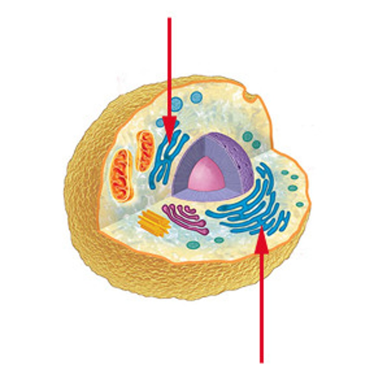 <p>Membrane bound organelles that consist of sac like structures. They help in the production of proteins and liquid. Both animal and plant cells have this.</p>