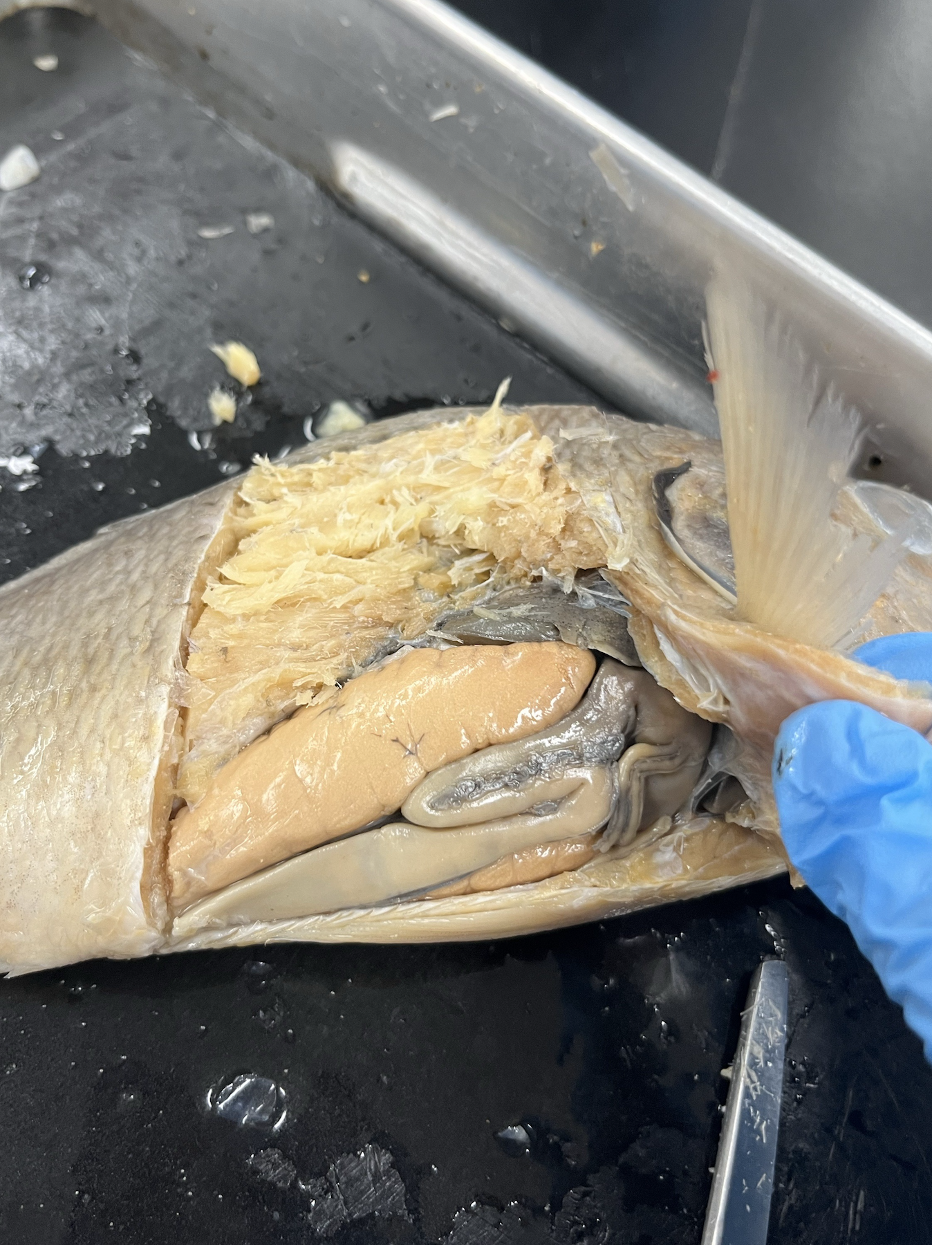 <p>what specimen is this?</p><p>identify the liver, stomach, small intestine, and large intestine</p>