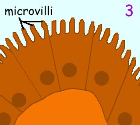 <p>VILLI SMALL INTESTINES + MICROVILLI</p>