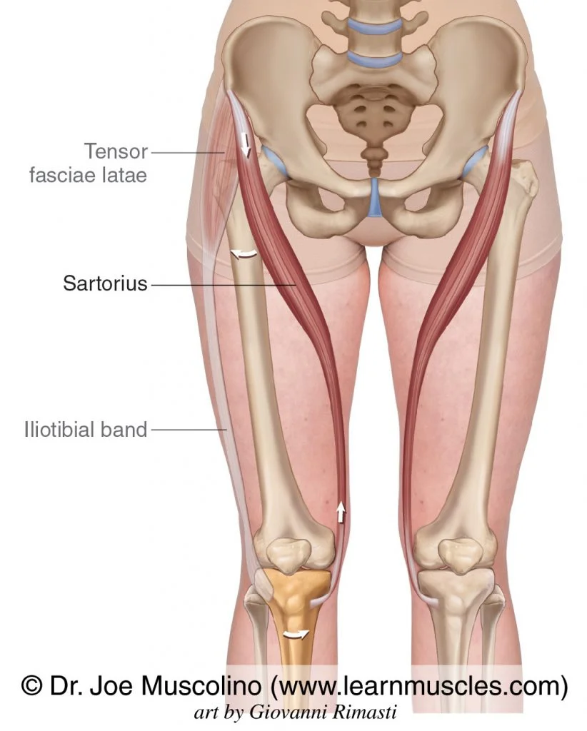 <p>O: anterior superior iliac spine</p><p>I: medial side of tibial tuberosity</p><p>A: flex and laterally rotate thigh</p>