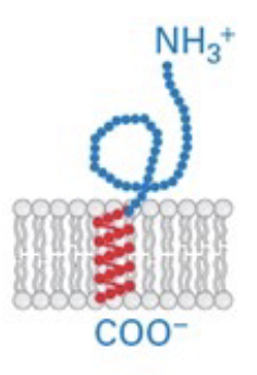 <p>C-terminus is embedded in membrane, N-terminus in cytosol</p>