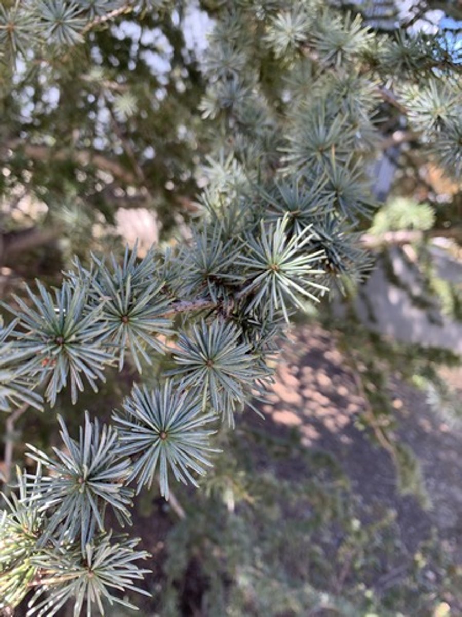 <p>Strong blue tone green, foliage opposite or whorled creating ball like whorls. Stiff appearance, denser and more upturned branches with shorter needles(3/4" - 1") and smoother bark</p>