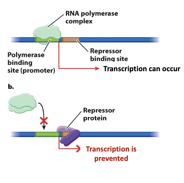 <p>protein that inhibits transcription; prevents recruitment of RNA polymerase</p>