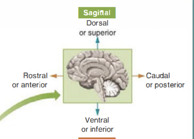 * an anatomical section that is parallel to the midline 