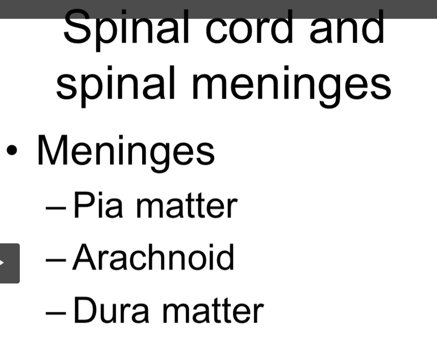 <p>Meninges (membranes)</p><p>what are the three functions of the meninges?</p><p></p><p>what is the superficial layer of the minenges?</p><p></p>
