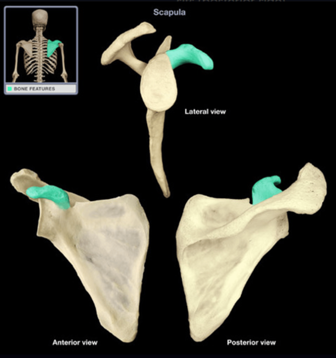 <p>The coracoid process is a beak-like projection superior to the glenoid cavity, projecting anterolaterally and involved in muscle attachment.</p>
