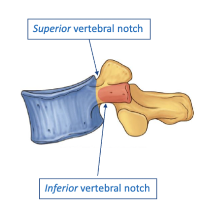 <p>The indentations located on the superior and inferior borders of the vertebrae that allow for the passage of spinal nerves and vessels. </p><ul><li><p>notches can form holes only when stacked</p></li></ul><p></p>