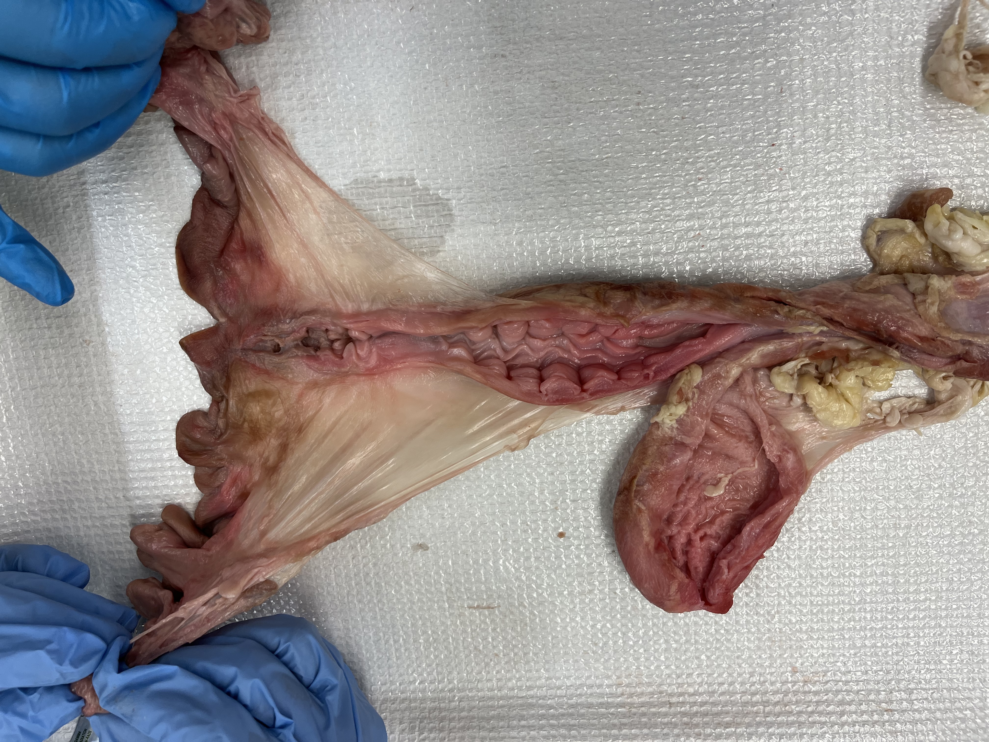 <p>What are the little notches / square structures on the inner lining of the sides called?</p>