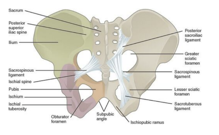 <p>Consist of bone, muscle, and ligaments — </p><ul><li><p>Bones —</p><ul><li><p>Sacrum, coccyx, &amp; inferior half of pelvic bones</p></li></ul></li><li><p>Ligaments — 2 main —</p><ul><li><p>Sacrospinous ligaments &amp; Sacrotuberous ligaments, which function to link each pelvic bone to the sacrum &amp; coccyx</p></li><li><p>Also convert 2 notches on the pelvic bones — greater &amp; lesser sciatic notches — into foramina on the lateral pelvic walls</p></li></ul></li><li><p>Muscle — specifically the obturator internus &amp; piriformis muscles </p><ul><li><p>Arise in the pelvis &amp; exit through the sciatic foramina to act on the hip joint</p></li></ul></li></ul>