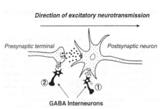 <p>control neuronal excitability:</p><p>- Postsynaptic inhibition = ↑ Cl- hyperpolarizes neuron, ↓ EPSP</p><p>- presynaptic inhibition = GABA-A ↑ Ca2+, causing ↓ NT release</p>
