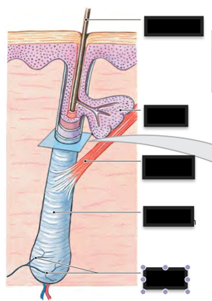 <p>compressed, keratinized cells that arise from hair follicles, the sacs that enclose the hair fibers.</p>