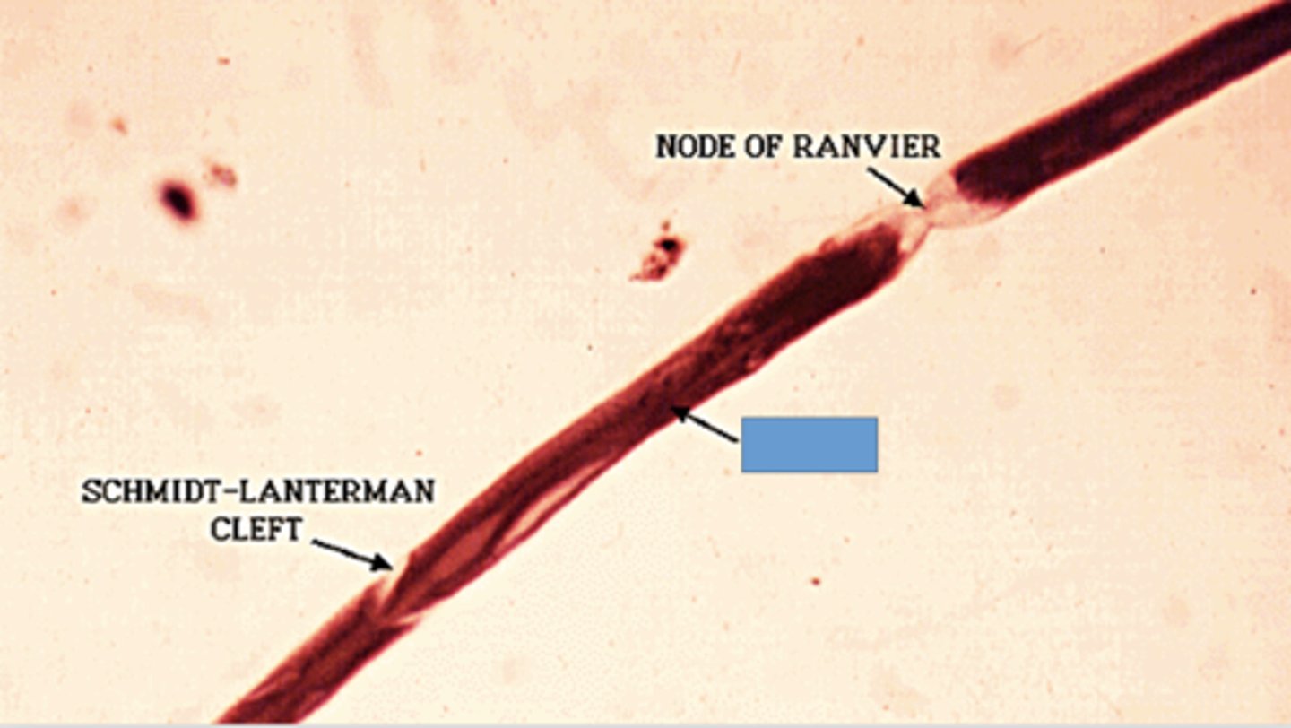 <p>identify the specific structure</p>