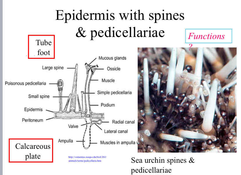 <p>Epidermis with Spines &amp; Pedicellariae</p>