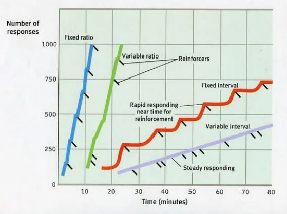 <p>Ratio schema’s = bekrachtigen na een aantal keren dat het gedrag zich heeft gesteld<br>Interval schema’s = bekrachtigen na een bepaalde tijd dat het gedrag zich heeft gesteld<br><br>-Fixed ratio: aantal responsen tussen 2 opeenvolgende bekrachtigingen is constant<br>-Variabel ratio: aantal responsen tussen 2 opeenvolgende bekrachtigingen varieert rond een gemiddelde</p><p><br>-Fixed interval: tijd tussen 2 opeenvolgende bekrachtigingen is constant<br>-Variabel interval: tijd tussen 2 opeenvolgende bekrachtigingen varieert rond een gemiddelde</p>
