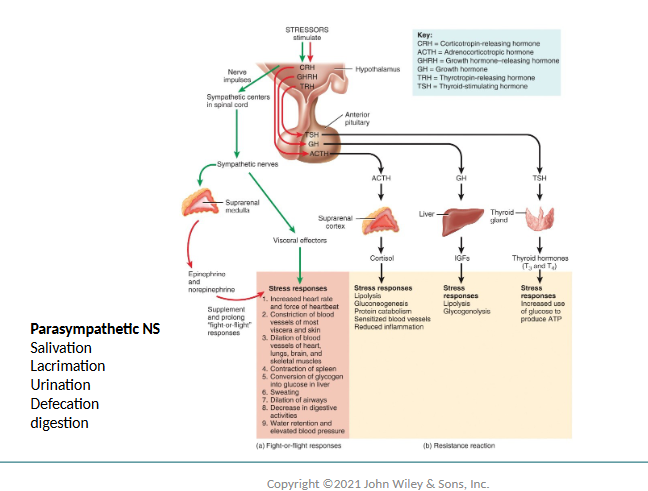 <p>Salivation (increased)</p><p>Lacrimation (increased)</p><p>Urination (increased)</p><p>Digestion (increased)</p><p>Defecation (increased)</p><ul><li><p>& 3 decreases (rate/force of heart beat, airway size, rate of breathing, & pupil size)</p></li></ul><p></p>