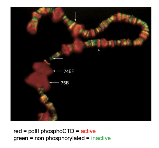 <ul><li><p><strong>puffs</strong> </p><ul><li><p>show chromatin decondensation </p><ul><li><p>with <strong>transcriptional activation</strong> — are associated with <strong>active</strong> form of <strong>RNA polymerase II</strong> (active transcription)</p></li></ul></li></ul></li></ul><p></p>