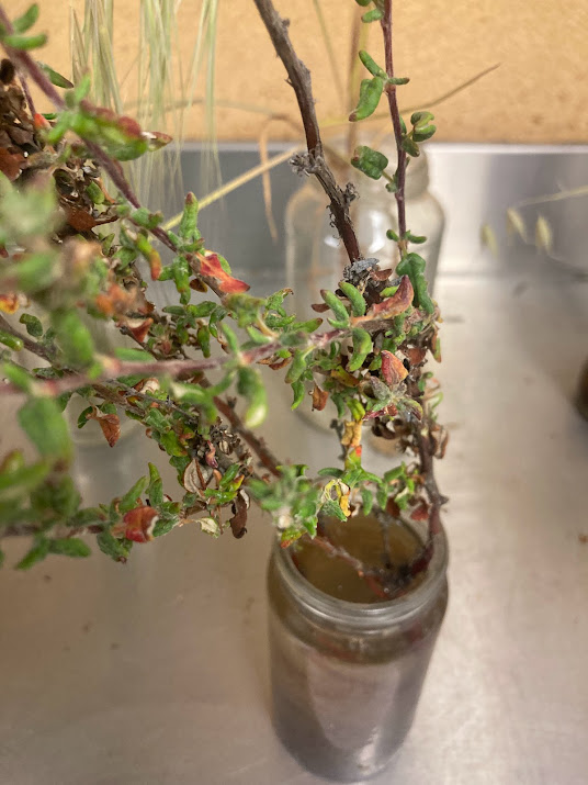 <p>White woody leaves underneath</p><p>Same geographic range as mock heather</p><p>Dominant species in dune scrub</p>