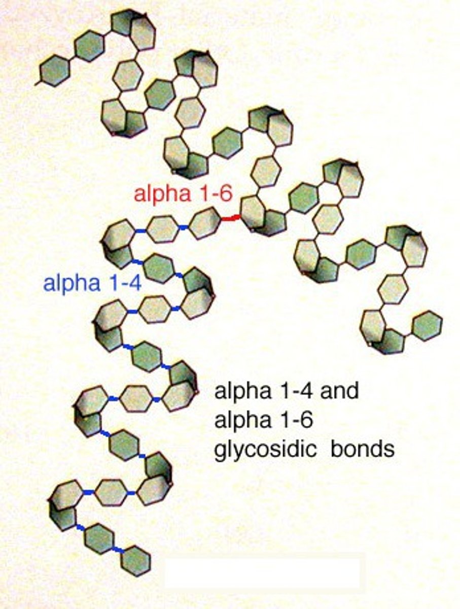 <p>Branched, 1-4 and 1-6 Bonds (1-6 bonds cause branching), easier to digest due to greater surface area; type of starch</p>