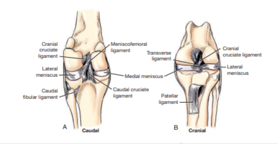 <p>Which stifle joint are these images showing?&nbsp;</p>