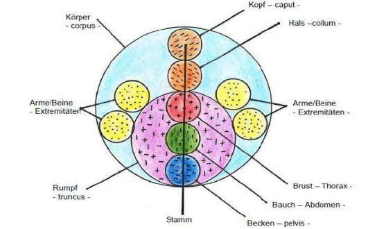 <p>Schüzenswertes in der Mitte des Körpers (Herz, Organe etc)</p>