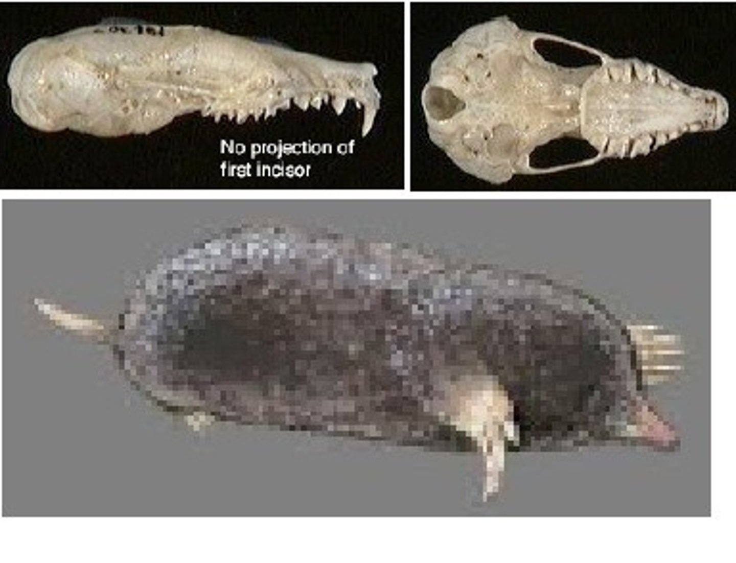 <p>6-8"</p><p>large forelegs and claws</p><p>"fat glove hands"</p><p>short stubby tail</p><p>36 teeth</p><p>thicker zygomatic arch</p><p>smaller skull</p><p>interorbital area tapers (hourglass shape)</p>