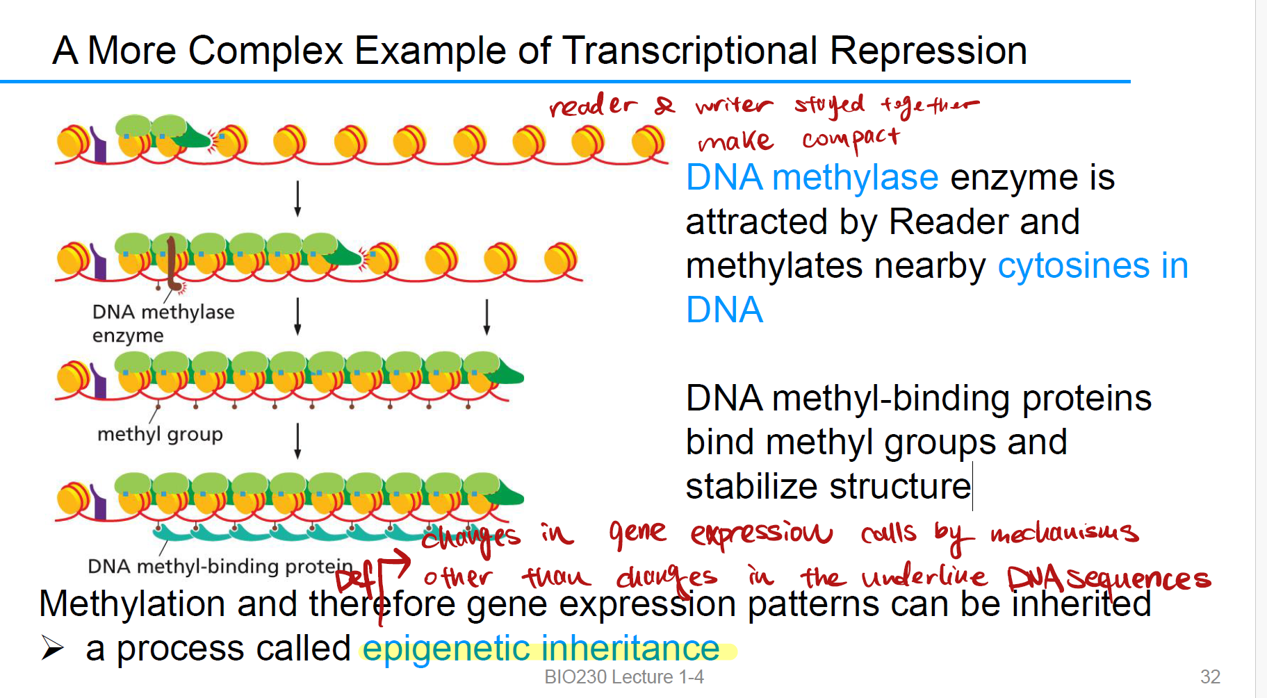 <p>DNA <strong>methylase enzyme</strong> is attracted by Reader and <strong>methylates </strong>nearby cytosines in DNA. </p><p>DNA methyl-binding <strong>proteins bind</strong> methyl groups and stabilize structure. 先甲基化，后结合甲基结合蛋白，稳定染色质的紧密结构，导致RNAP无法进入。</p>