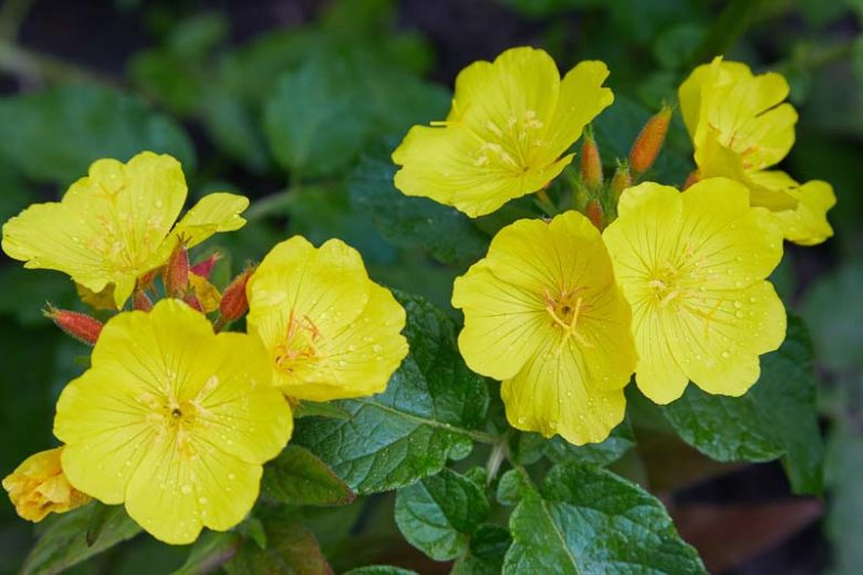 <p>A biennial with tall spikes of fragrant yellow blooms that open in the evening.</p>