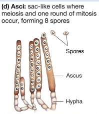 <ul><li><p><span style="line-height: 20.925px;"><span>when fungi form specialized sac-like cells called asci at the tips of hyphae, and w/i each ascus, meiosis and one round of mitosis produces 8 spores&nbsp;</span></span></p></li></ul><p></p>