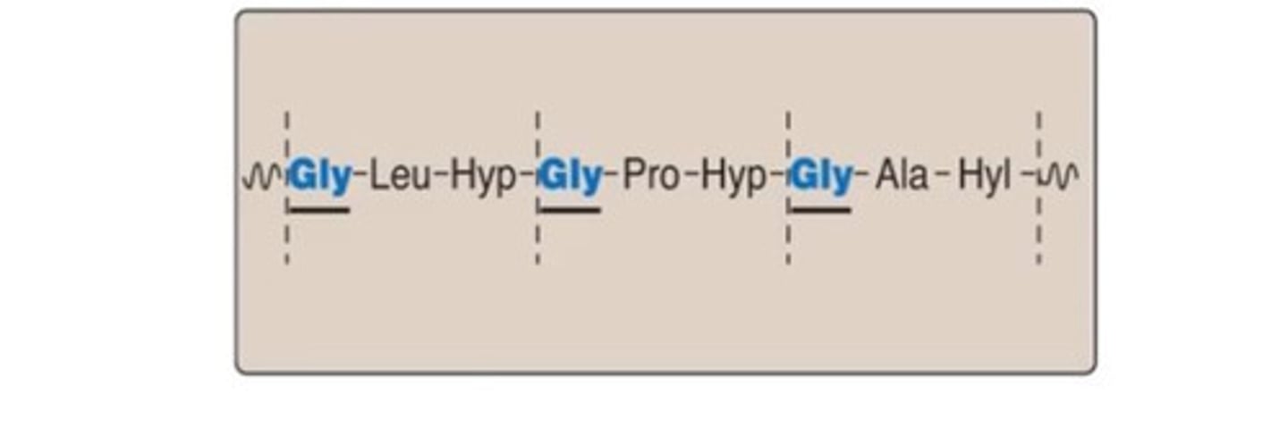 <p>- Repeating tripeptide unit <br>- Gly-X-Y, where X and Y are amino acids <br>- Often proline and 4- Hydorxy-proline in X and Y positions</p>