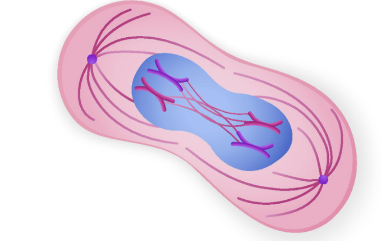 <p>Anaphase (3)</p>