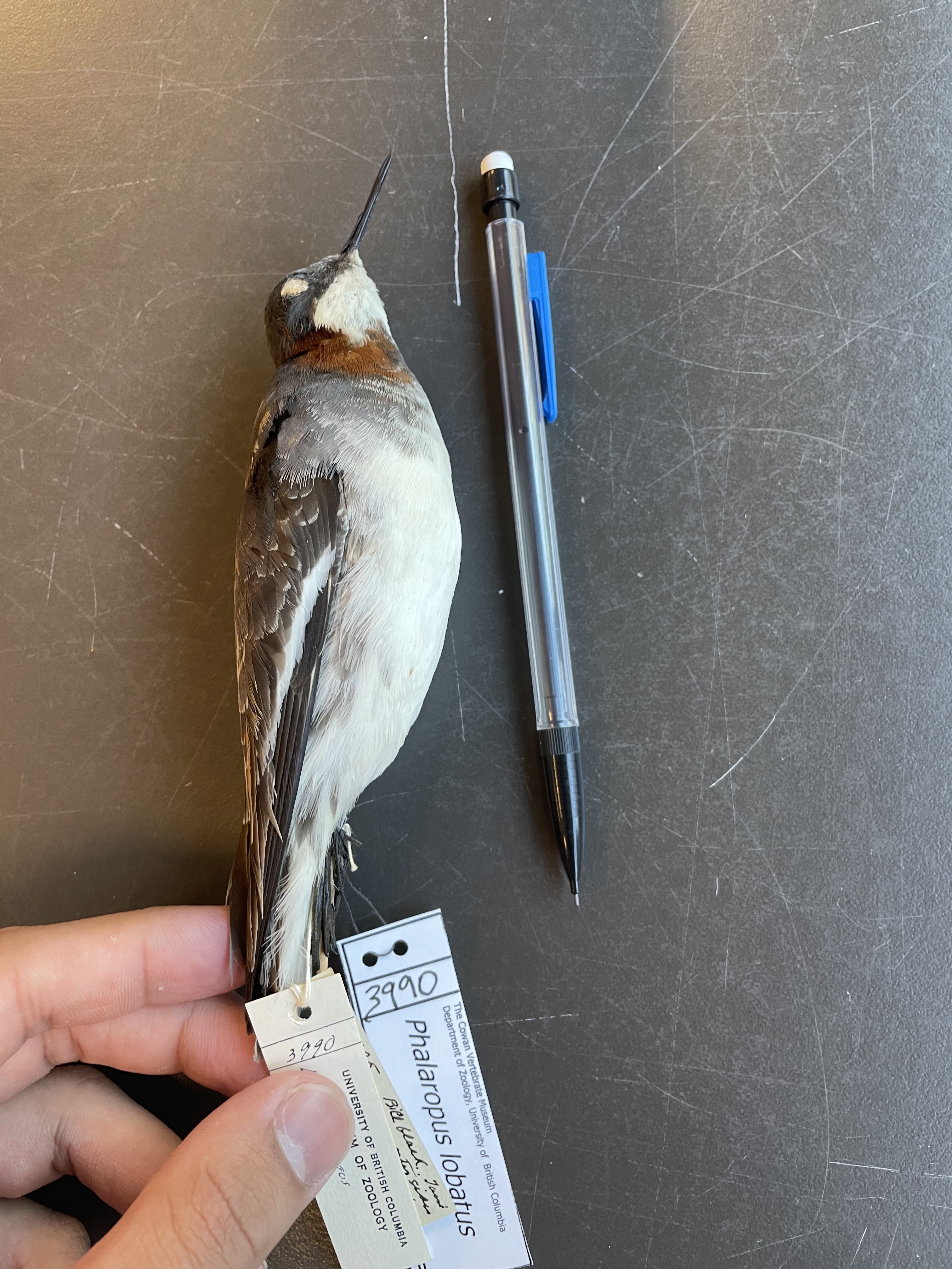 <p>Female- bigger than male dainty, slender neck, thin sharp bill. rusty neck, white under-neck patch, and dark gray cap (specimen)</p>