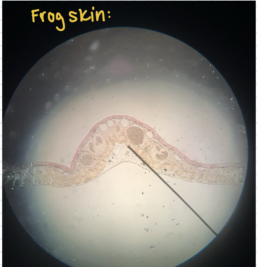 <p>frog</p>