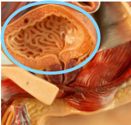 <p>Bladder</p>